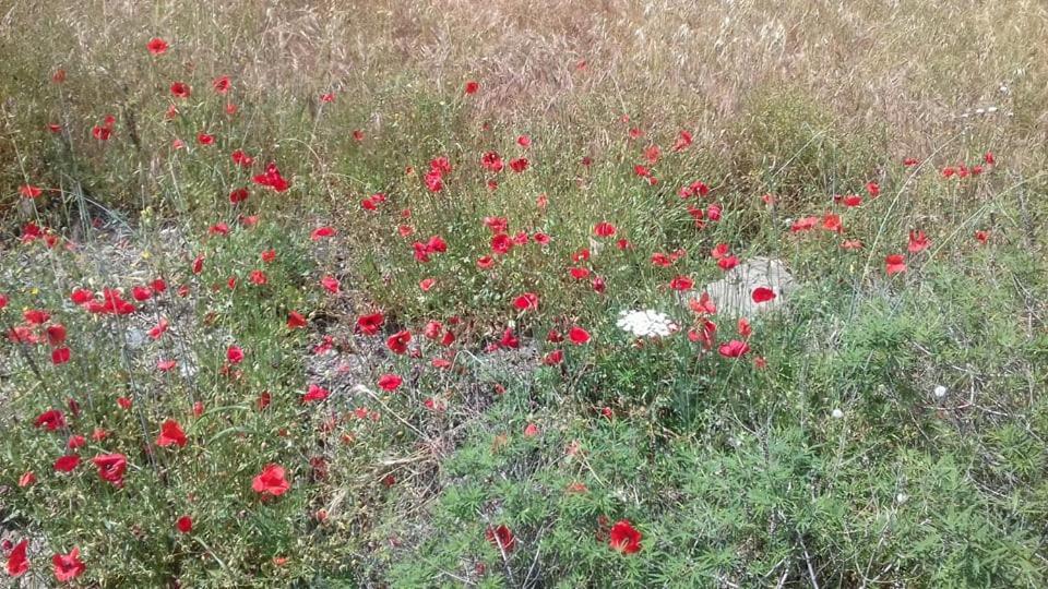 Sifis Pirounakis Anatoli Villa Léntas Esterno foto